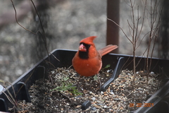 Cardinalis cardinalis