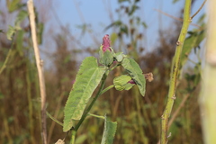 Hibiscus striatus lambertianus