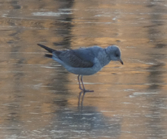 Larus canus