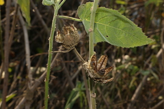 Hibiscus striatus lambertianus