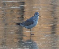 Larus canus