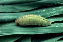 Heteronympha merope