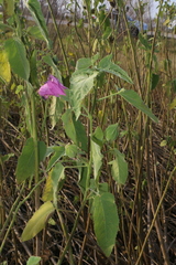 Hibiscus striatus lambertianus