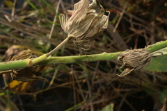 Hibiscus striatus lambertianus