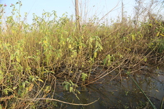 Hibiscus striatus lambertianus