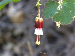 Ribes sericeum