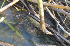 Hibiscus striatus lambertianus