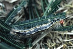 Nataxa flavescens