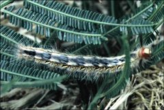 Nataxa flavescens