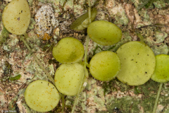 Peperomia circinnata