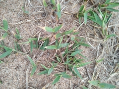 Dichanthelium sabulorum