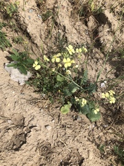 Rhamphospermum nigrum