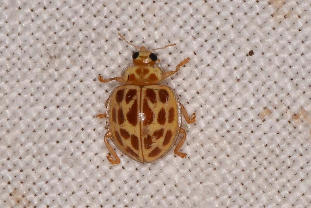 Fungus-eating Lady Beetles