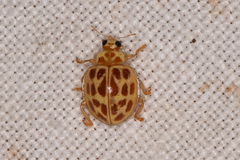 Psyllobora lutescens