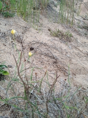 Sisyrinchium vaginatum