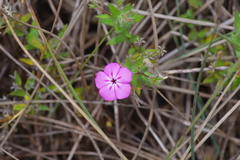 Phlox glabriflora
