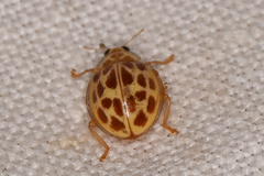 Psyllobora lutescens