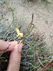 Sisyrinchium vaginatum