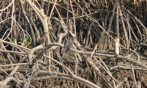 Reed Cormorant