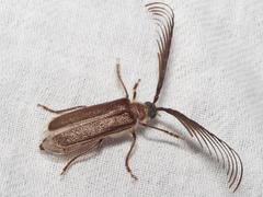 Enneaphyllus aeneipennis