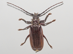 Toxeutes arcuatus