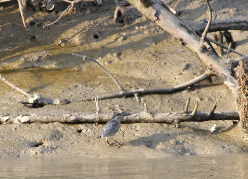 Little Heron