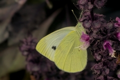 Pieris rapae