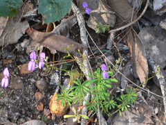 Stylidium pritzelianum