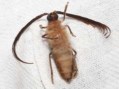 Enneaphyllus aeneipennis