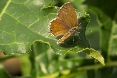 Cacyreus marshalli