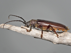 Toxeutes arcuatus