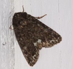 Melanchra pulverulenta