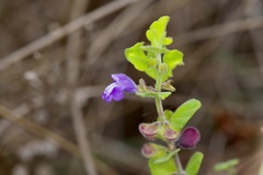 Scutellaria muriculata