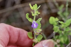 Scutellaria muriculata