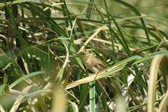 Limnoctites sulphuriferus