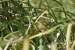 Limnoctites sulphuriferus