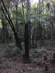 Cyathea smithii