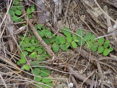 Euphorbia innocua