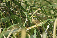 Limnoctites sulphuriferus