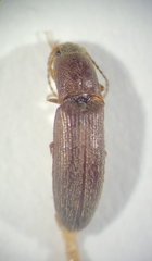 Agriotes insanus