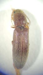 Agriotes insanus