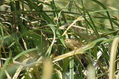Limnoctites sulphuriferus