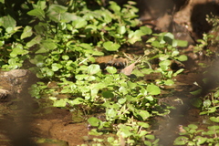 Parrhasius moctezuma