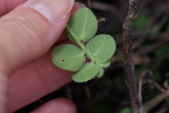 Euphorbia innocua