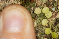 Peperomia circinnata