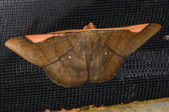 Sphacelodes vulneraria