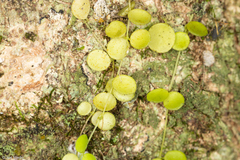 Peperomia circinnata