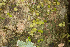 Peperomia circinnata