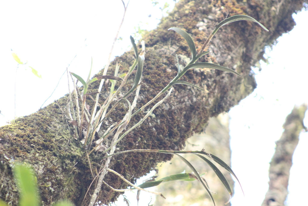 Epidendrum lowilliamsii García-Cruz 2