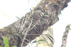 Epidendrum lowilliamsii